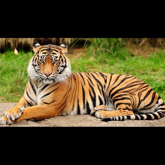 Meet your Posher, Nima - Picture 1 of 1